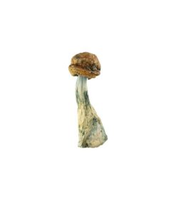 mushroom sustainable farming