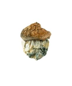 Dido Eggs mushroom