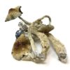 Golden Teacher Mushrooms