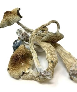 Golden Teacher Mushrooms
