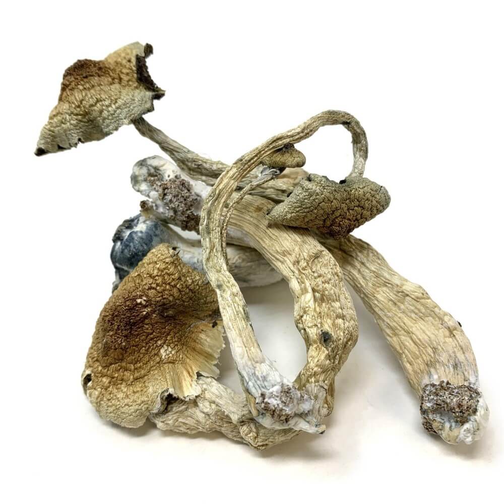 Golden Teacher Mushrooms