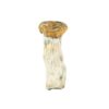 Amazonian Cubensis