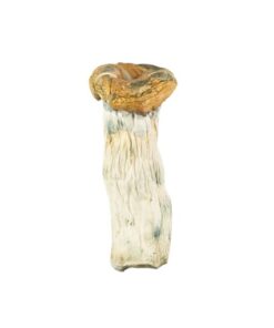 Amazonian Cubensis