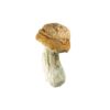 Gold member mushroom