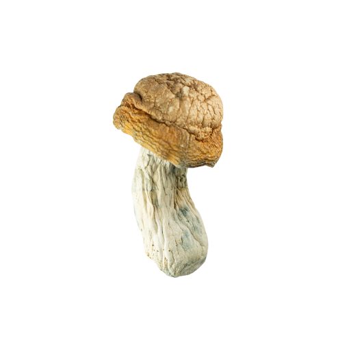 Gold member mushroom
