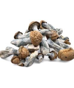 Malabar Mushrooms