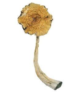 Psilocybe caerulescens