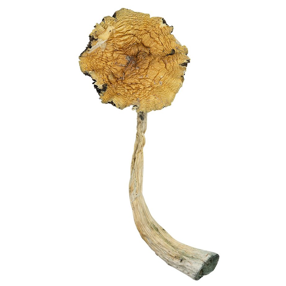 Psilocybe caerulescens
