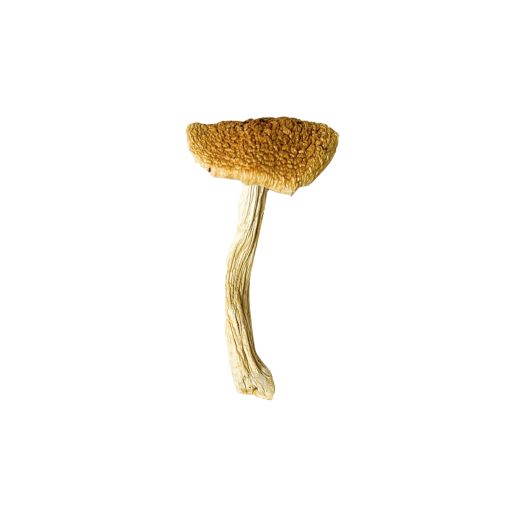 Stropharia Cubensis