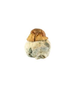 Texas Yellow cap
