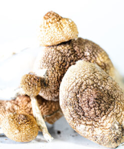 Alternative view of Golden Teacher Mushrooms