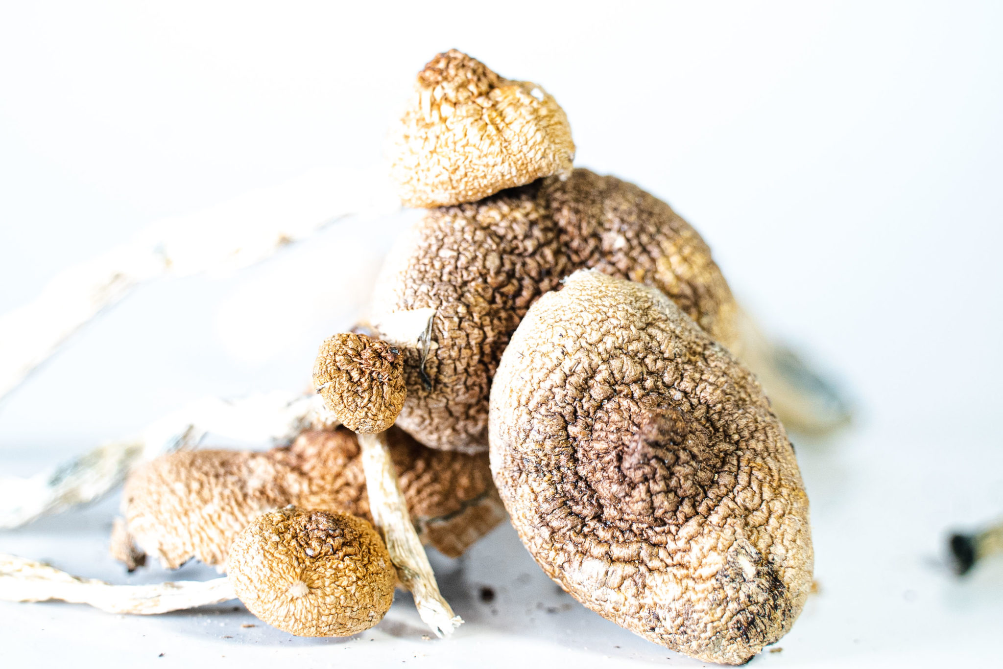 Golden Teacher Mushrooms - Image 2