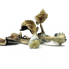 B+ Cubensis