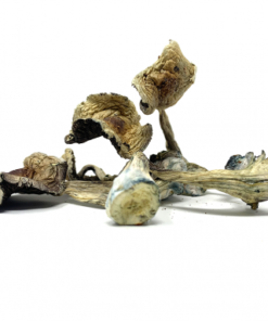 B+ Cubensis
