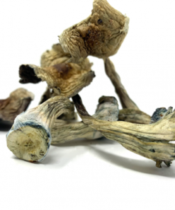 Alternative view of B+ Cubensis