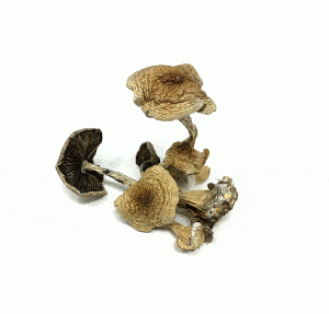 Alternative view of Burma Cubensis