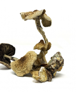 Burma Cubensis