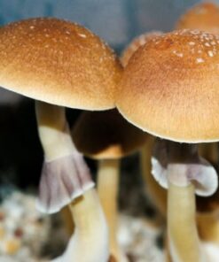 Fiji Cubensis