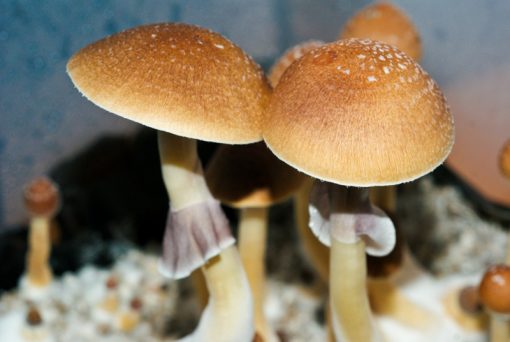 Fiji Cubensis