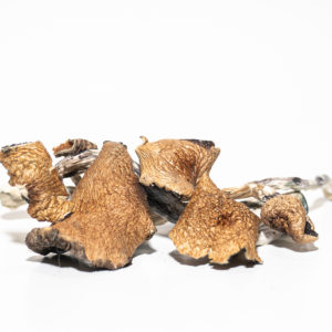 PF-Classic Mushroom