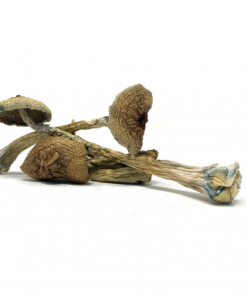 Transkei Cubensis