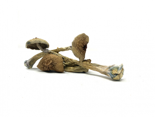 Transkei Cubensis