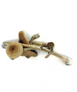 Alternative view of Transkei Cubensis