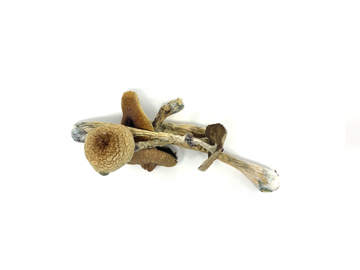 Transkei Cubensis - Image 2