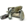 Vietnam cubensis