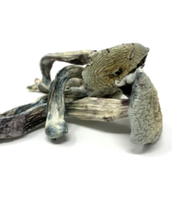 Vietnam cubensis