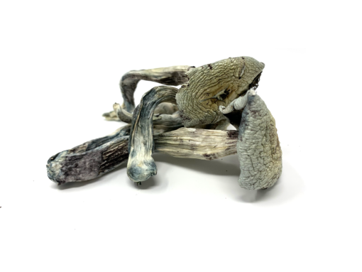 Vietnam cubensis